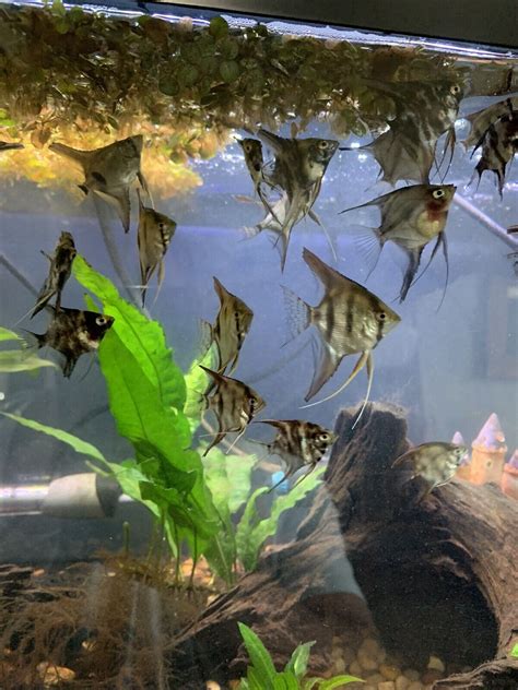 freshwater fish at petsmart|live fish petsmart.